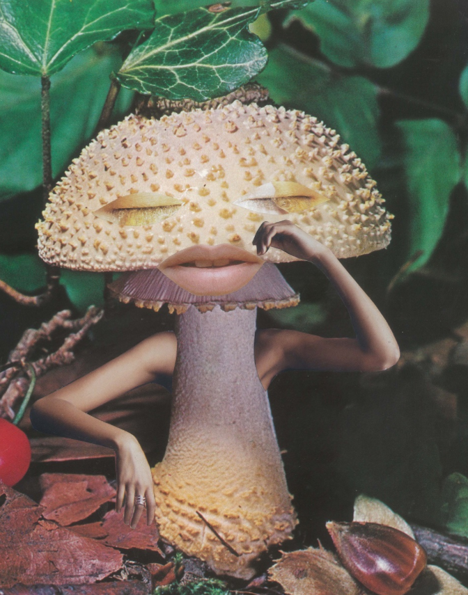 Mushrooms exposiciones de arte y diseño