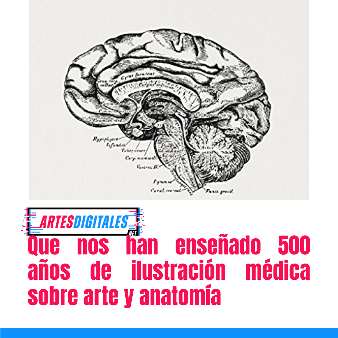 Lo que nos han enseñado 500 años de ilustración médica sobre el arte y la anatomía